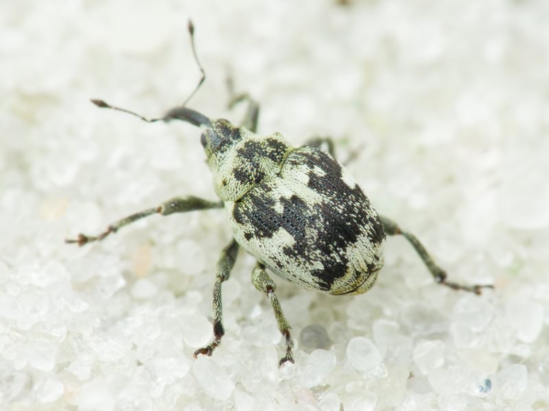 Hadroplontus litura (Fabricius, 1775)